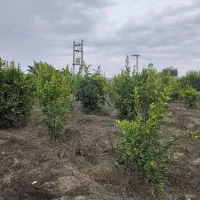 فروش-500متر-باغچه-برقدار-منتظری-دلربا