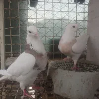 سه جفت  کبوتر|پرنده|مسجد سلیمان, |دیوار