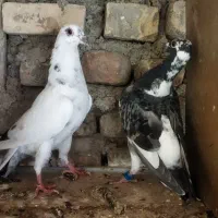 کبوتر آلمانی جوانه|پرنده|آزادشهر, |دیوار