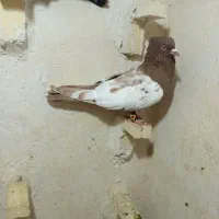 کبوتر سینه سرخ