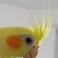 عروس هلندی لوتینو نر