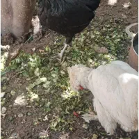 فروش دو عدد مرغ لهستانی|حیوانات مزرعه|شیراز, پشم شیشه|دیوار