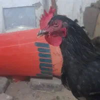 خروس ۲تامحلی