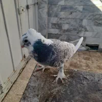 کبوتر نر مست بلژیکی طاووسی|پرنده|قم, تولید دارو و یخچال|دیوار