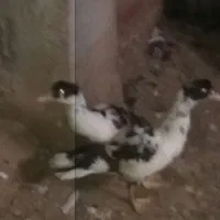 جوجه اردک اسرایبلی