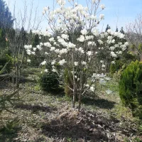 عسل۱۰۰درصد طبیعی|خوردنی و آشامیدنی|لاهیجان, یوسف آباد|دیوار