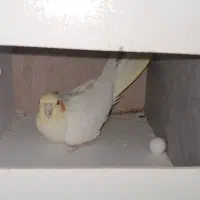 عروس هلندی|پرنده|ساوه, |دیوار