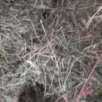 یونجه،|حیوانات مزرعه|زرنه, |دیوار