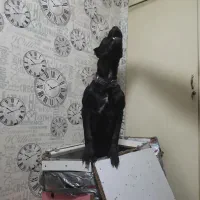 کن کورسو شیش ماهه