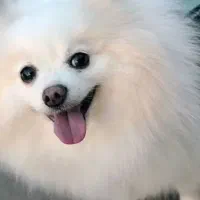 سگ آپارتمانی پامرانین روباهی سفید ۵ هفته