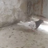 کله سرخ ما ده