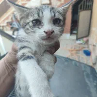 واگذاری گربه