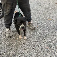 سگ پیتبول ماده|سگ|تهران, شهران شمالی|دیوار