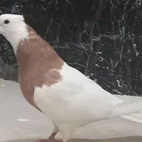 کبوتر طوق