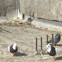 طوقی و پاکستانی