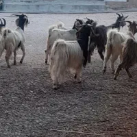 تی بز داشتی وکشتار