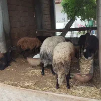 گوسفند ذات درست