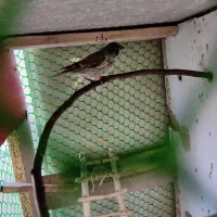 سهره گلبسر نر|پرنده|بوکان, |دیوار