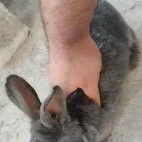 خرگوش در محمودآباد