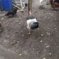 خروس جوان بالغ|حیوانات مزرعه|لاهیجان, شهرک سلمان فارسی|دیوار