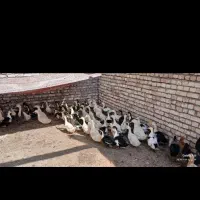 اردک|حیوانات مزرعه|ازنا, |دیوار