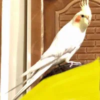 عروس هلندی گمشده