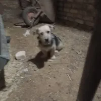 سگ پاکوتا|سگ|اردکان, |دیوار