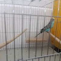 کوتوله ومرغ عشق|پرنده|قم, گذر قلعه|دیوار