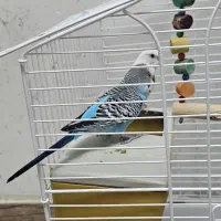 مرغ عشق نر ماده انگلیسی