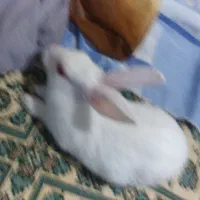 خرگوش|موش و خرگوش|اصفهان, ملکشهر|دیوار
