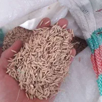 فروش بذر طارم هاشمی