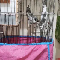 جفت عروس هلندی مولد وایت فیس ابلغ و ایزابلا|پرنده|اسلام‌شهر, شهرک مصطفی خمینی|دیوار