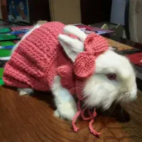 خرگوش آنغوره (آنگورا)