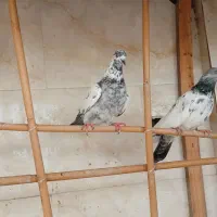 کبوتر|پرنده|خشکبیجار, |دیوار
