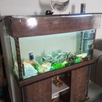 آکواریم بدون وسایل|ماهی|پاکدشت, پاکدشت (مامازند)|دیوار