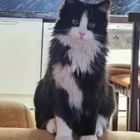 گربه مهربان و بغلی