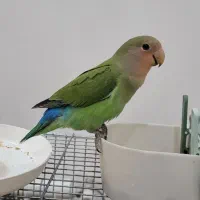 فروش کوتوله برزیلی