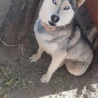 سگ هاسکی|سگ|مود, |دیوار