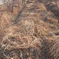 مقدار علوفه باغ چیده بودیم مونده