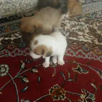 سگ پاکوتاه  از نژاد راسل تریر ورت تریر