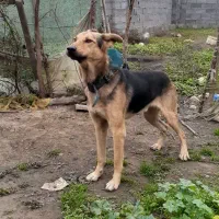 واگذاری ژرمن شپرد نروماده|سگ|رشت, رشتیان|دیوار