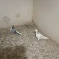 پرنده|پرنده|تبریز, |دیوار