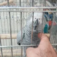 کاسکو سخنگو دستی  و عروس  کوتوله  قناری مرغ مینا