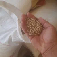 بذر پر کرفسی درجه یک