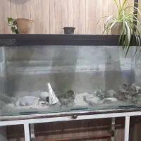 اکواریوم شیشه سکوریت چسب خارجی ۷۰ سانت در ۱۵۰