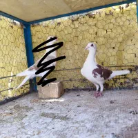 گمشده