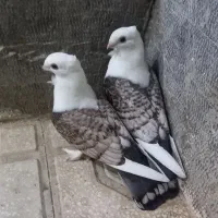 کبوتر پشت طاوسی اصلی