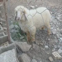 فروش بره ماده