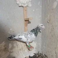 چندتا کبوتر
