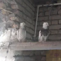 طوقی|پرنده|خمینی‌شهر, |دیوار